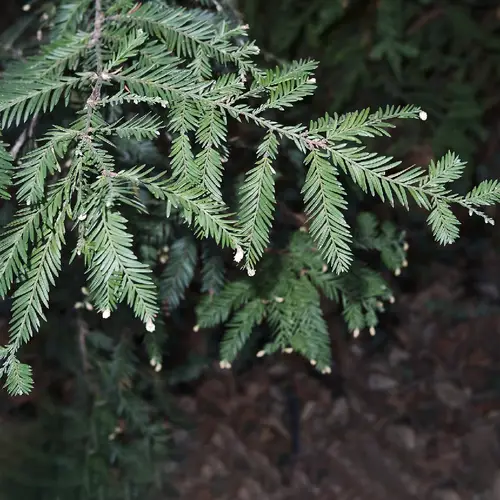 Sequoia-Vermelha
