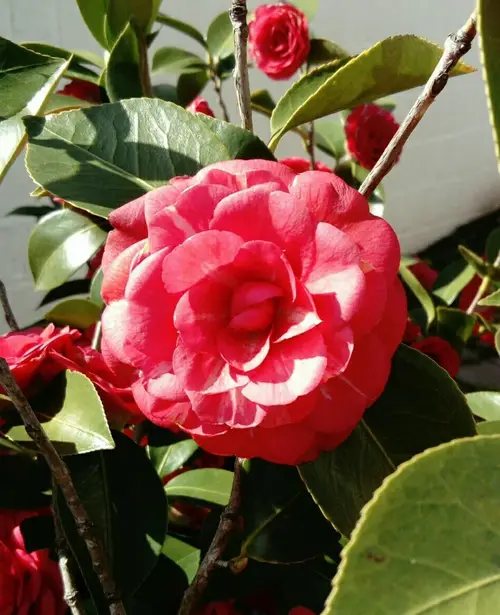 Japanese camellia 'April Rose'