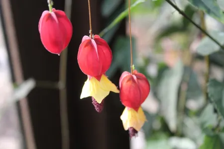 Trailing abutilon 'Variegatum' (Abutilon megapotamicum 'Variegatum') -  PictureThis