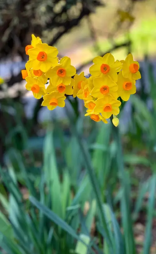Narcissus 'Grand Soleil d'Or'