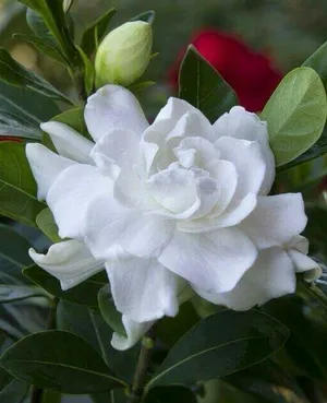 How to Grow and Care for Cape jasmine 'Four Seasons'