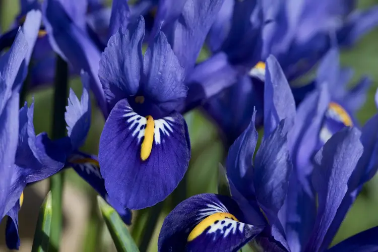 Netted iris 'Harmony'