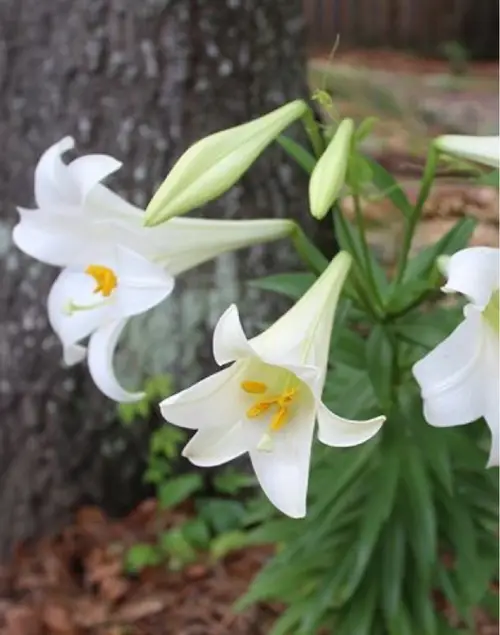 Easter lily 'White American'