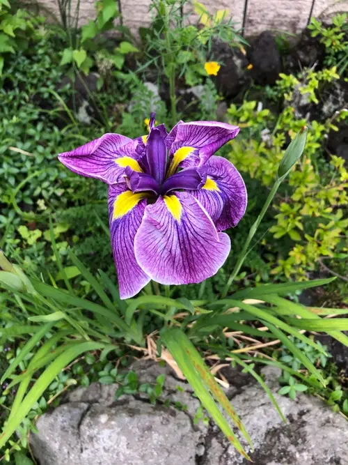 Japanese iris 'Katy Mendez'