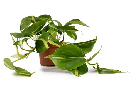 How to Grow and Care for Velvet Leaf Philodendron 'Brasil'