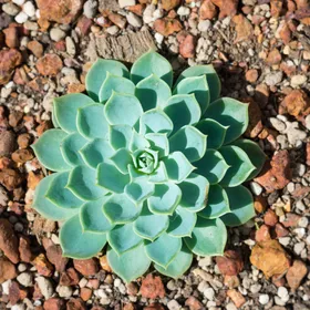 シチフクジン（七福神）の判定方法 (Echeveria secunda)