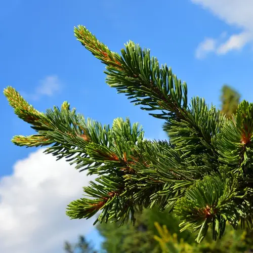 Rocky Mountain Bristlecone Pine