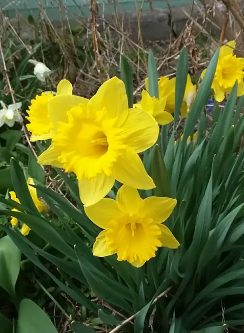 Daffodils 'King Alfred'