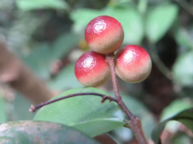 Orophea hainanensis