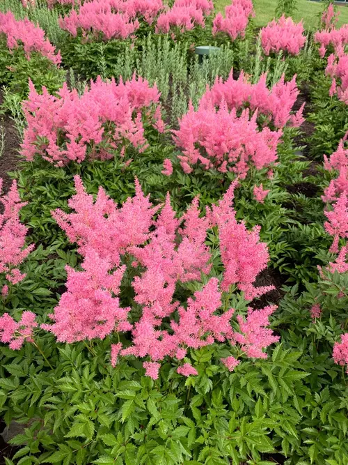 Astilbe arendsii 'Country and Western'