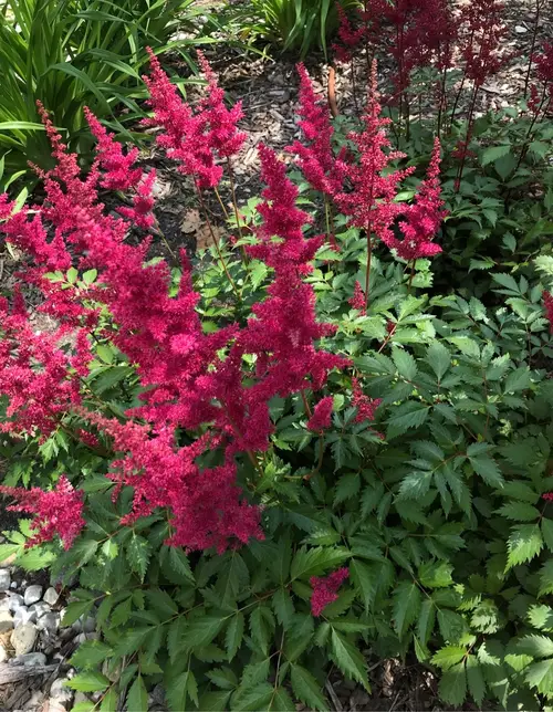 Astilbe arendsii 'Younique Carmine'