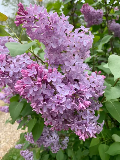 Lilacs 'Old Glory'