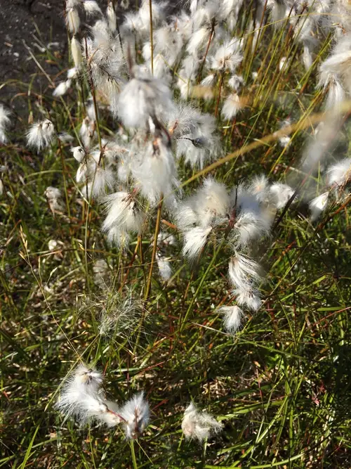 Broad-leaved cotton-grass