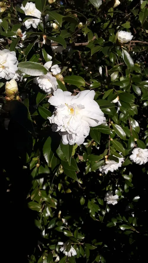 Camellias 'Snow Flurry'