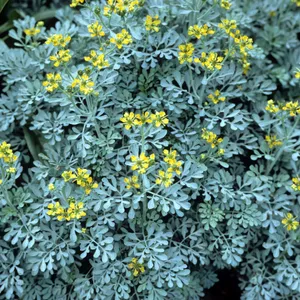 How to Grow and Care for Rue