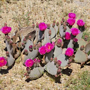 ウチワサボテン バシラリス ５本セット バシラリス (Opuntia basilaris) - PictureThis