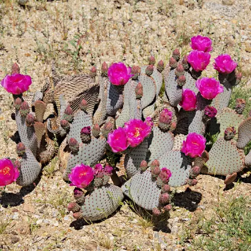 Cactus à queue de castor