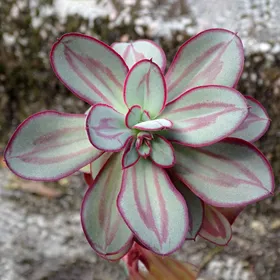 紅司の判定方法 (Echeveria nodulosa)