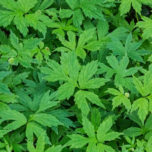 How to Propagate Pacific Waterleaf