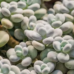 How to Grow and Care for Pink Moonstone Succulents