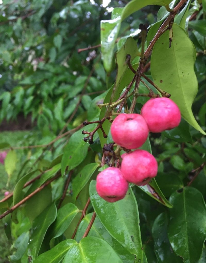 How To Optimize Soil For Healthy Lilly Pilly Growth