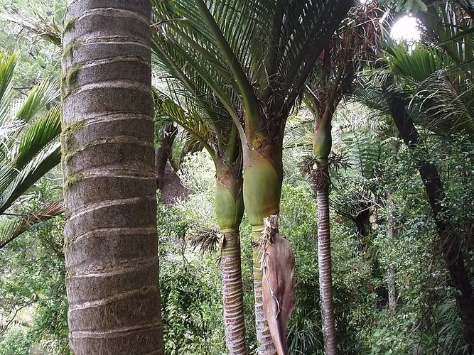 ニカウヤシ (ケア, 特徴, 花, 画像)
