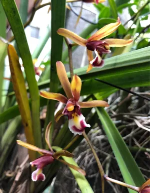 キンリョウヘン（金稜辺） (ケア, 特徴, 花, 画像)