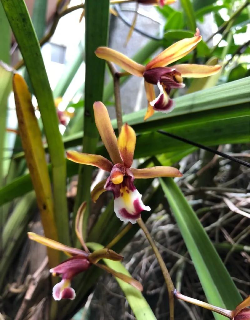 キンリョウヘン（金稜辺）の利点と魅力を明らかにする：包括的ガイド