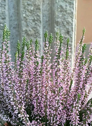 How to Grow and Care for Scotch heather 'Mair's Variety'
