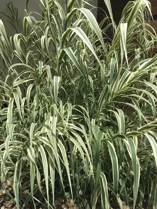 Giant reed 'Variegata Compact'
