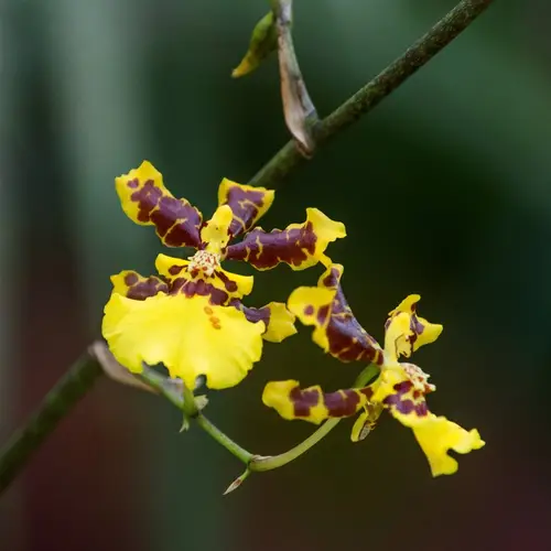 Tijgerorchidee