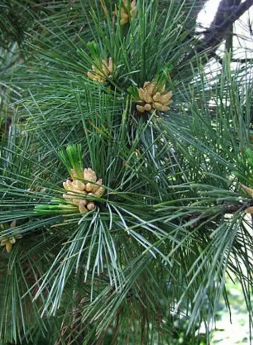 Taiwan red pine