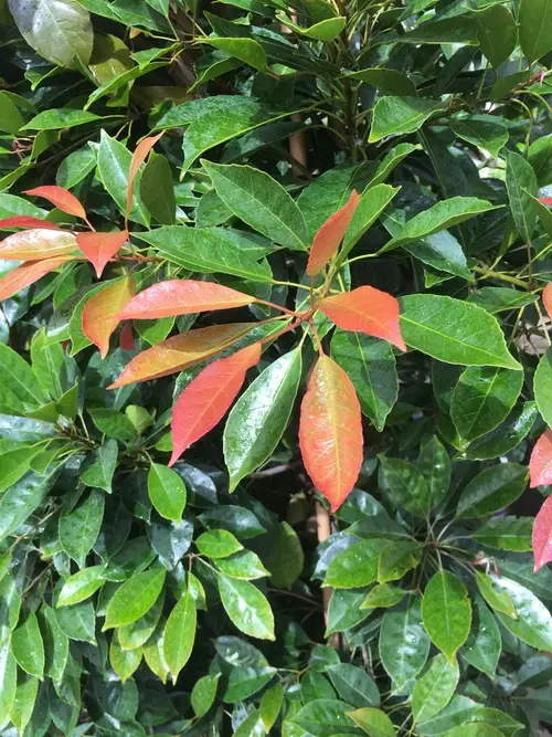 Elaeocarpus japonicus