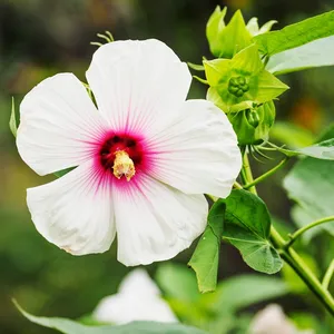 風水上、アメリカフヨウ(亜米利加芙蓉)をどこに置くと良い？（特徴