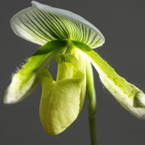 Orchidea di Ward