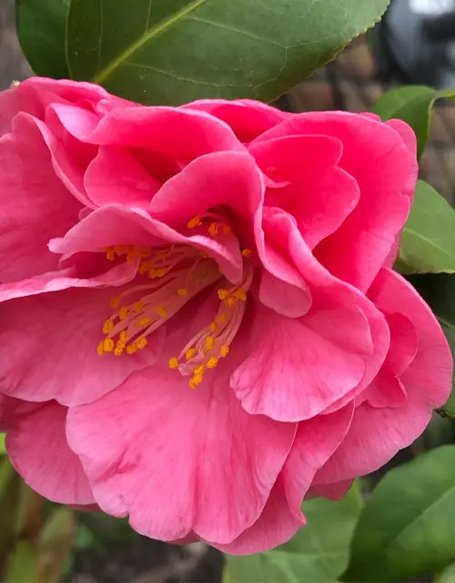 Japanese camellia 'Lasca Beauty'