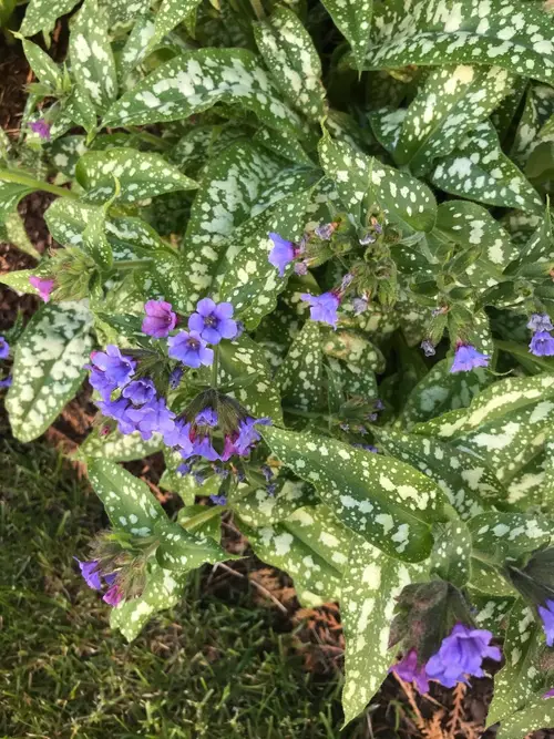Lungwort 'Trevi Fountain'