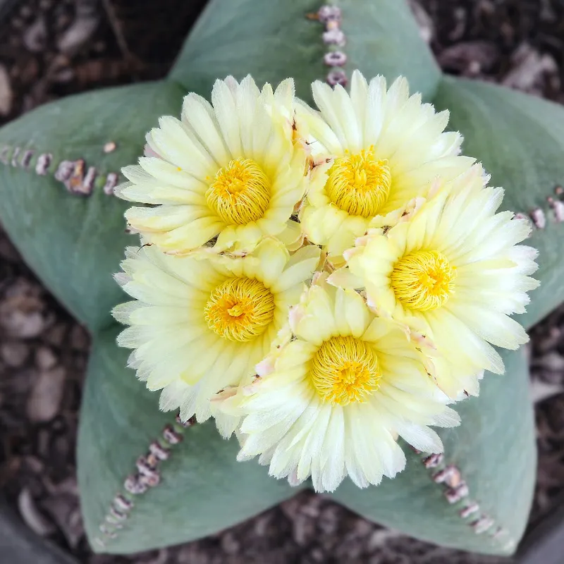 Unveiling the Bishop's Cap Cactus: Symbolism, History, and Uses