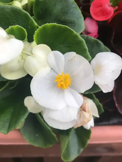 Begonia 'Olympia White'