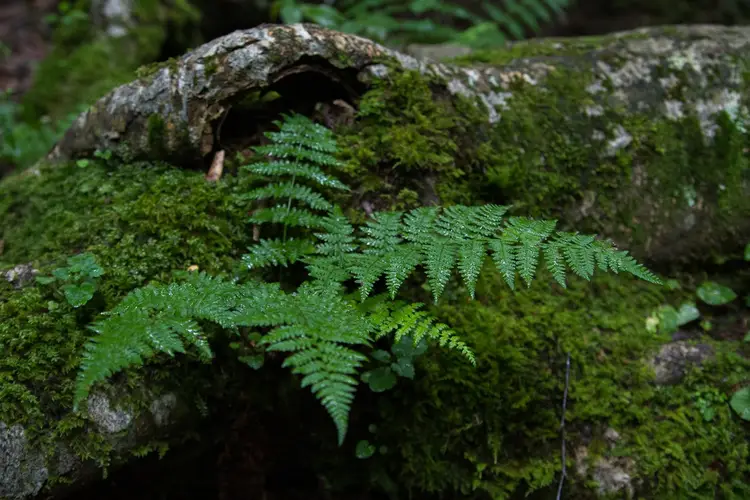 Holly fern woodsia