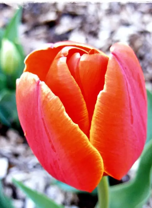 Tulips 'Annie Schilder'