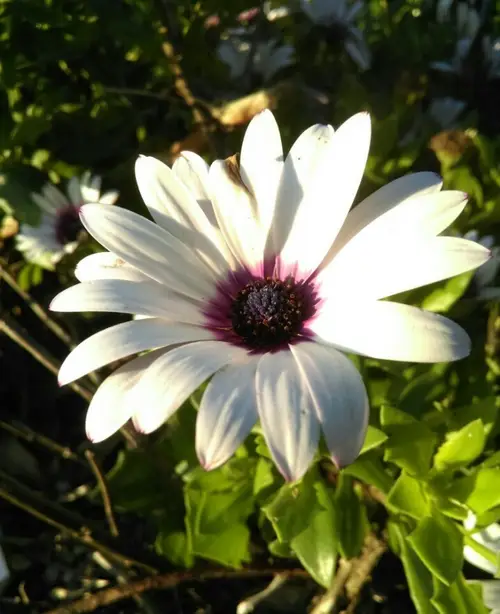 Bunga Daisy Afrika putih