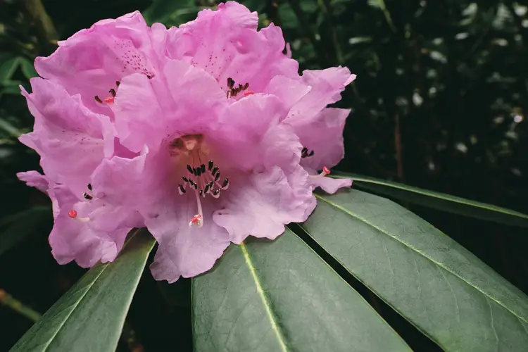 Sichuan rhododendron