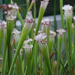 How to Grow and Care for Crimson pitcherplant