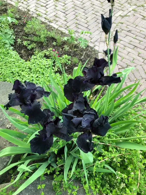 Iris germanica 'Before the Storm'