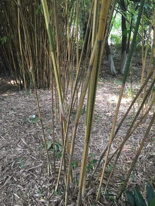 Hedge bamboo 'Alphonse Karr'