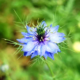 ニゲラの判定方法 (Nigella damascena)