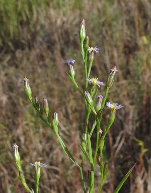 Pfriemen-Aster - Symphyotrichum subulatum (Taxonomie, Merkmale, Blume,  Bilder)
