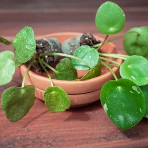 ピレア・ペペロミオイデス 'ホワイト・スプラッシュ' (Pilea