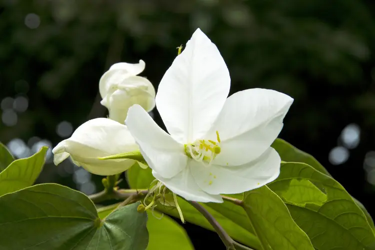 Witte orchideënboom